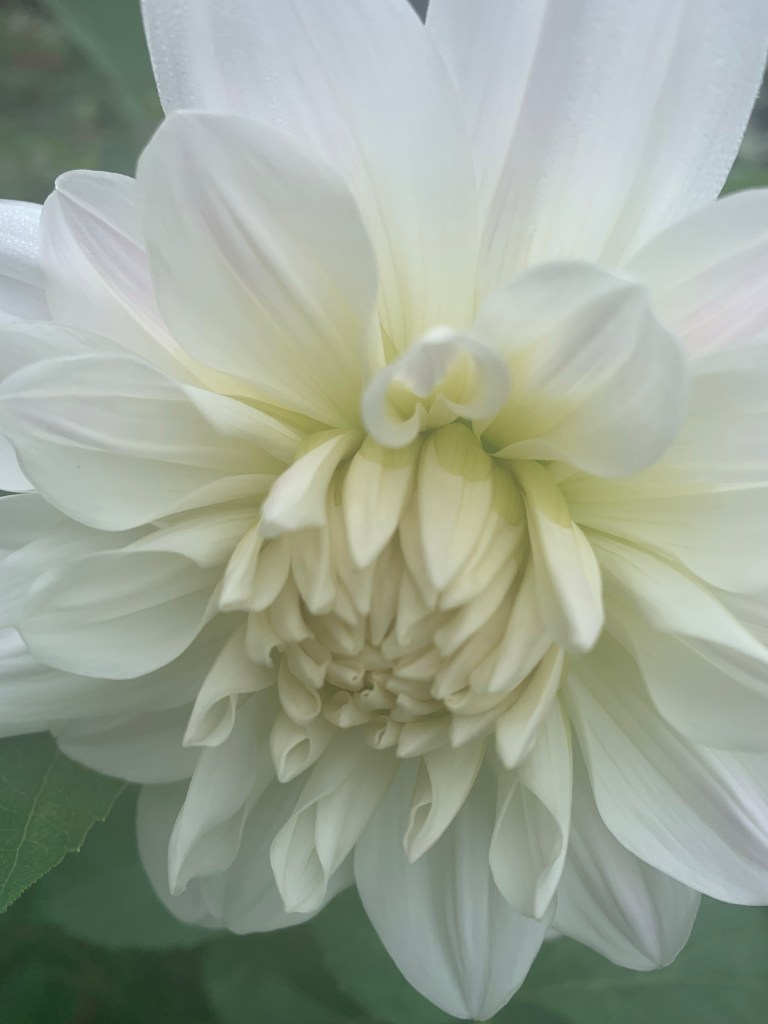 A white Dahlia flower