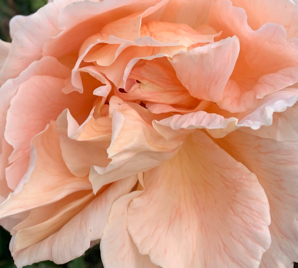 Close up photo of an apricot coloured rose