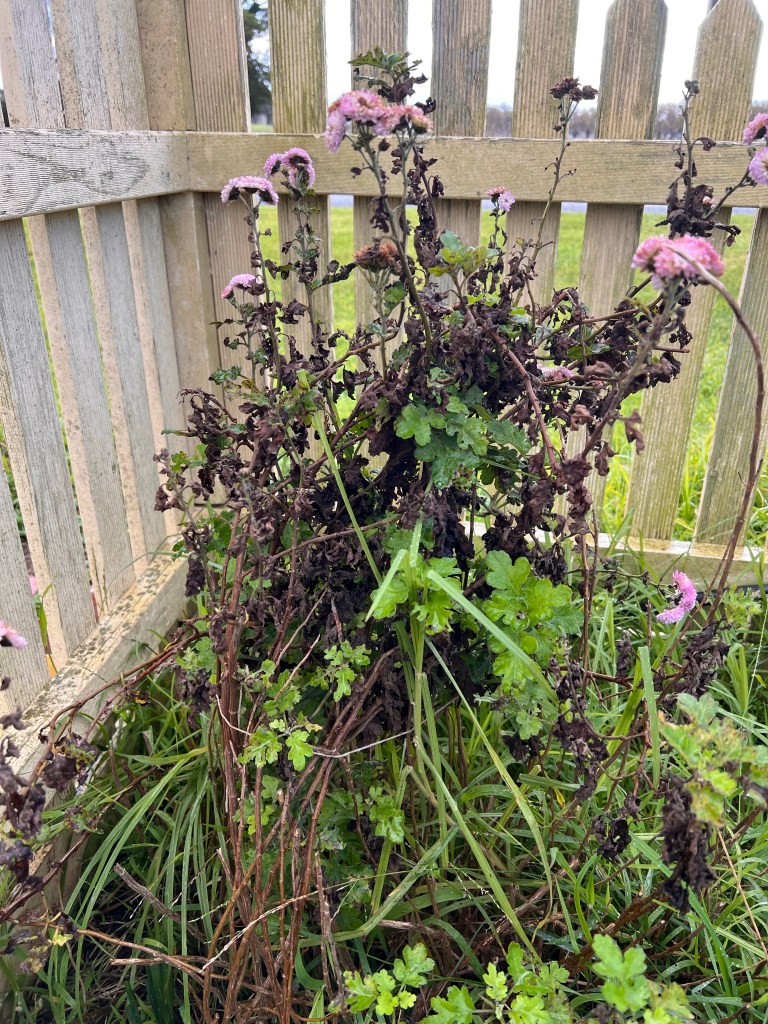 Chrysanthemum really needs pruning