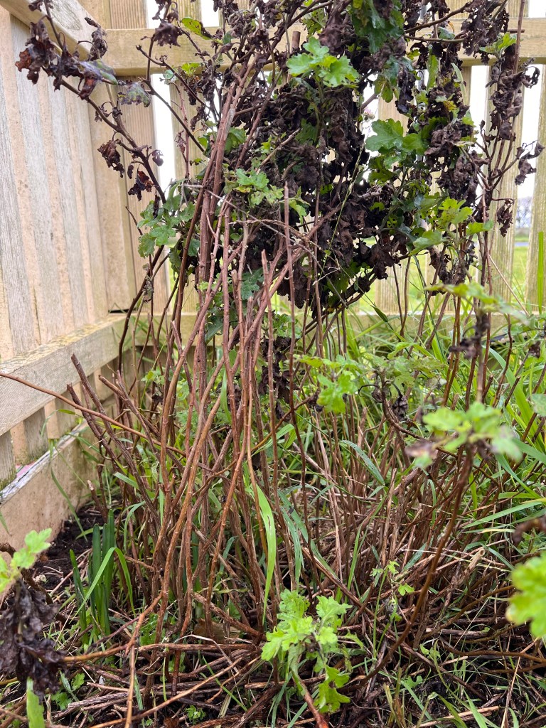 Chrysanthemum plant needing pruning
