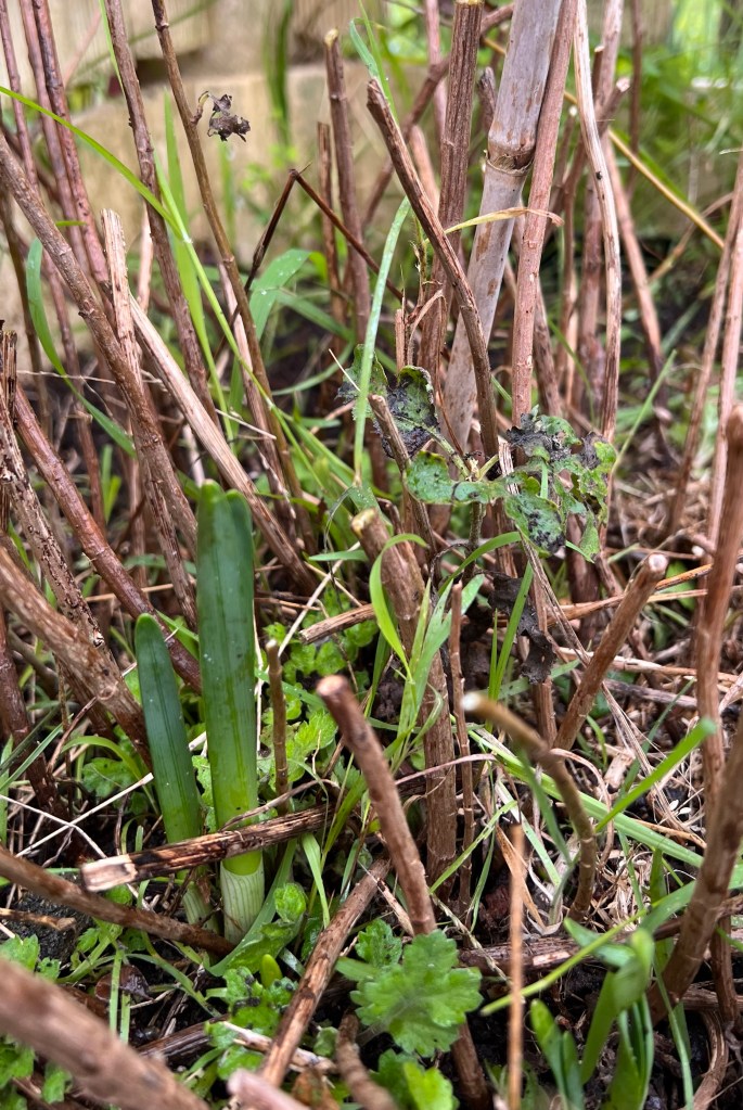 New growth at the base of the chrysanthemum plant.