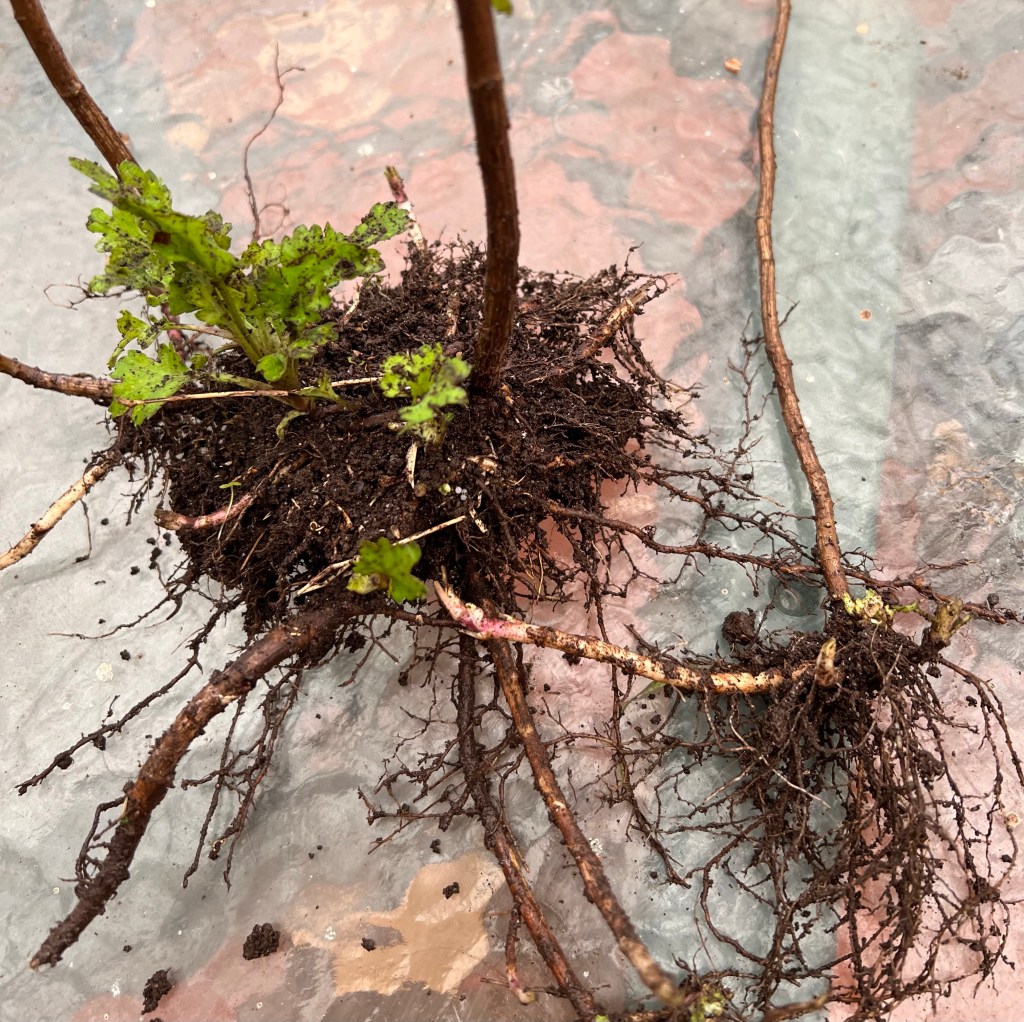 Chrysanthemum clump with new growth and good roots