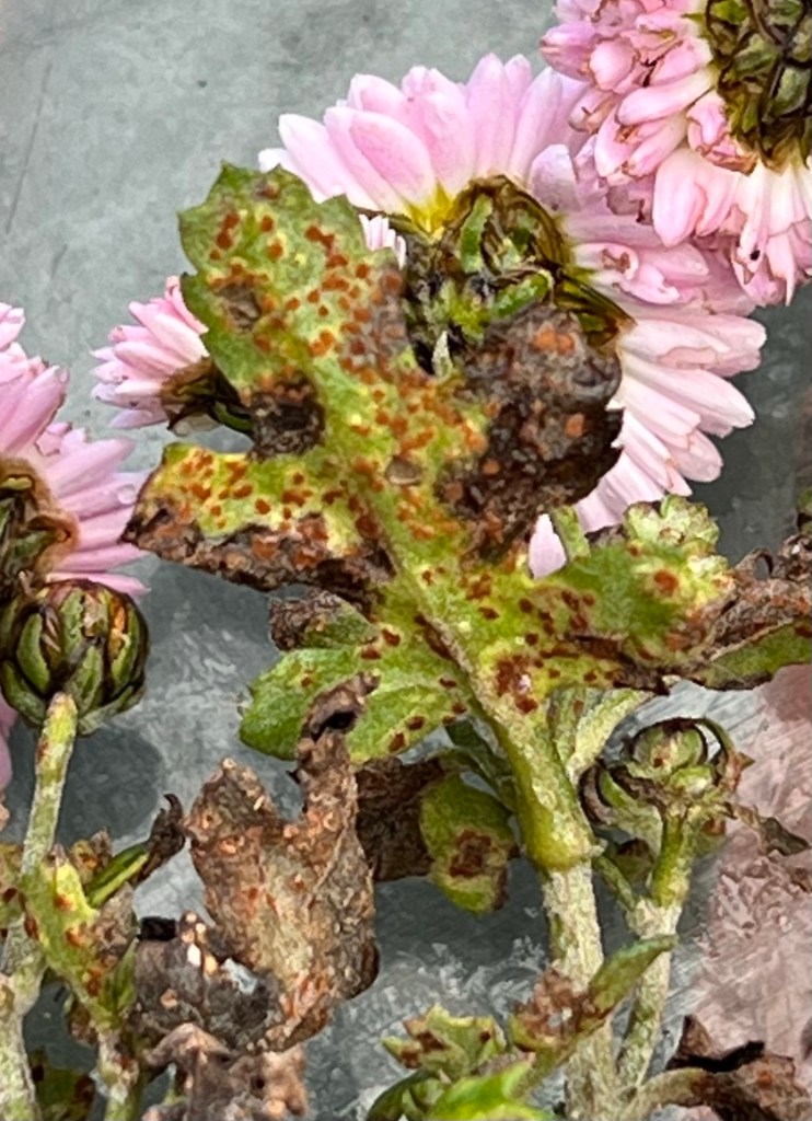 Chrysanthemum Rust underneath a leaf.