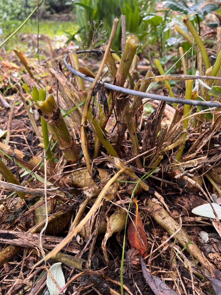Dahlia stems cut back after dying down.