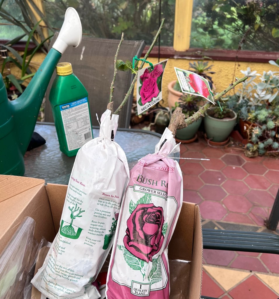 Rose plant packages showing planting instructions 