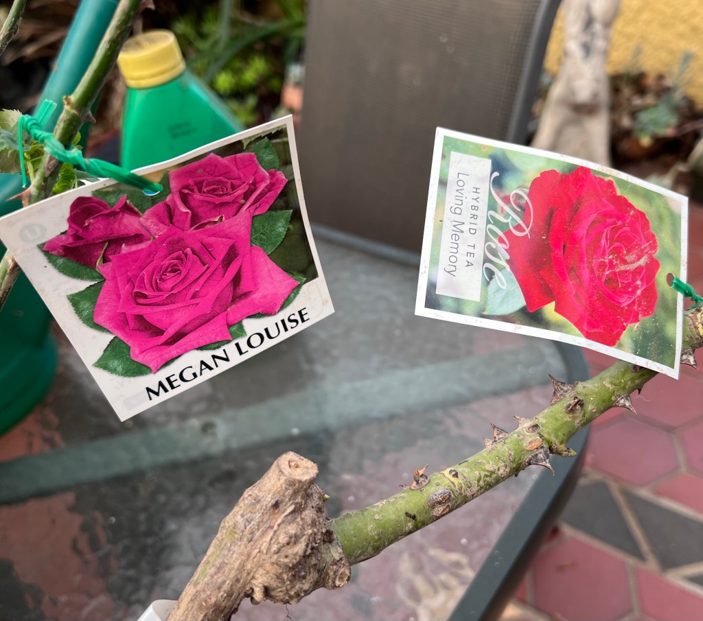 Rose tags showing pictures and names.