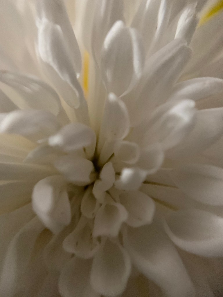 Close up photo of a white flower