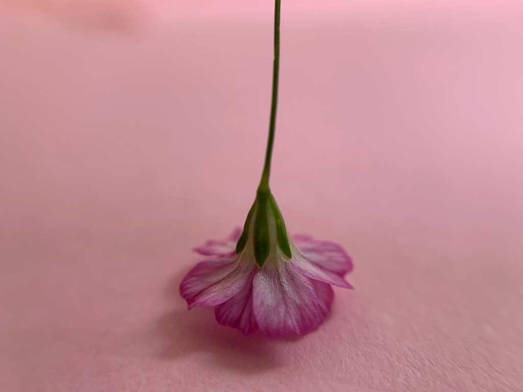 A pink flower, upside down. 