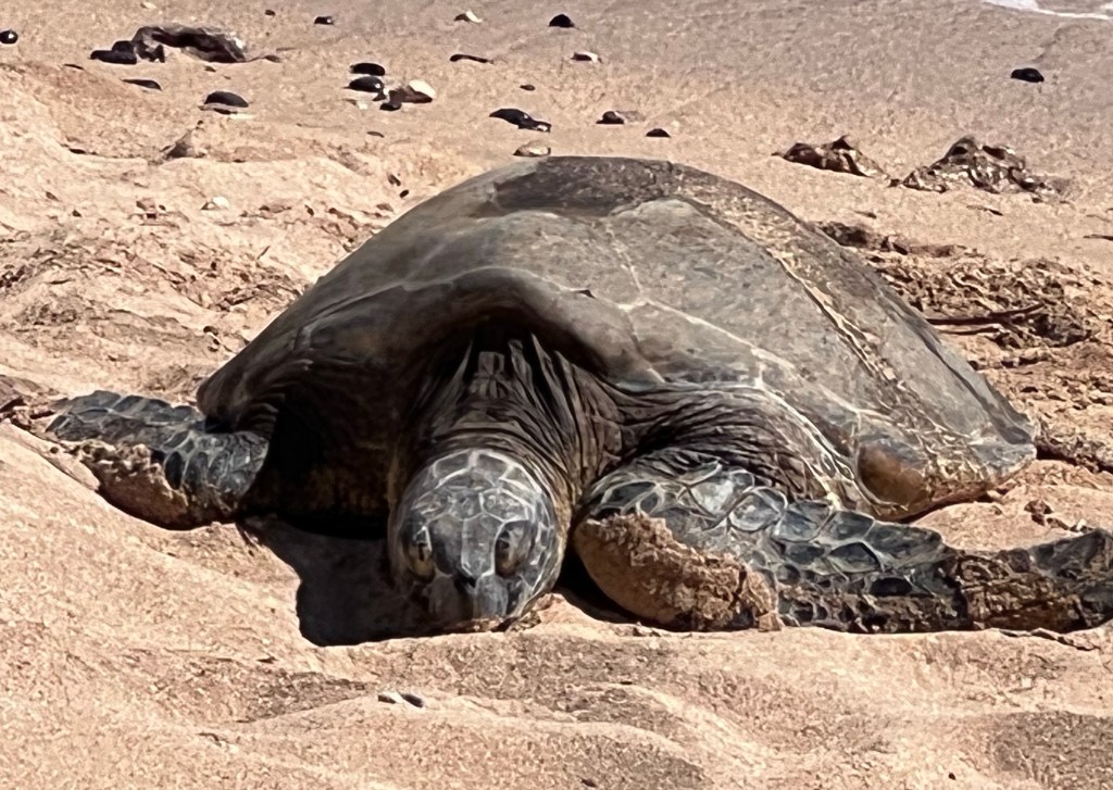 Hawaiian Green Sea Turtle on sand 
