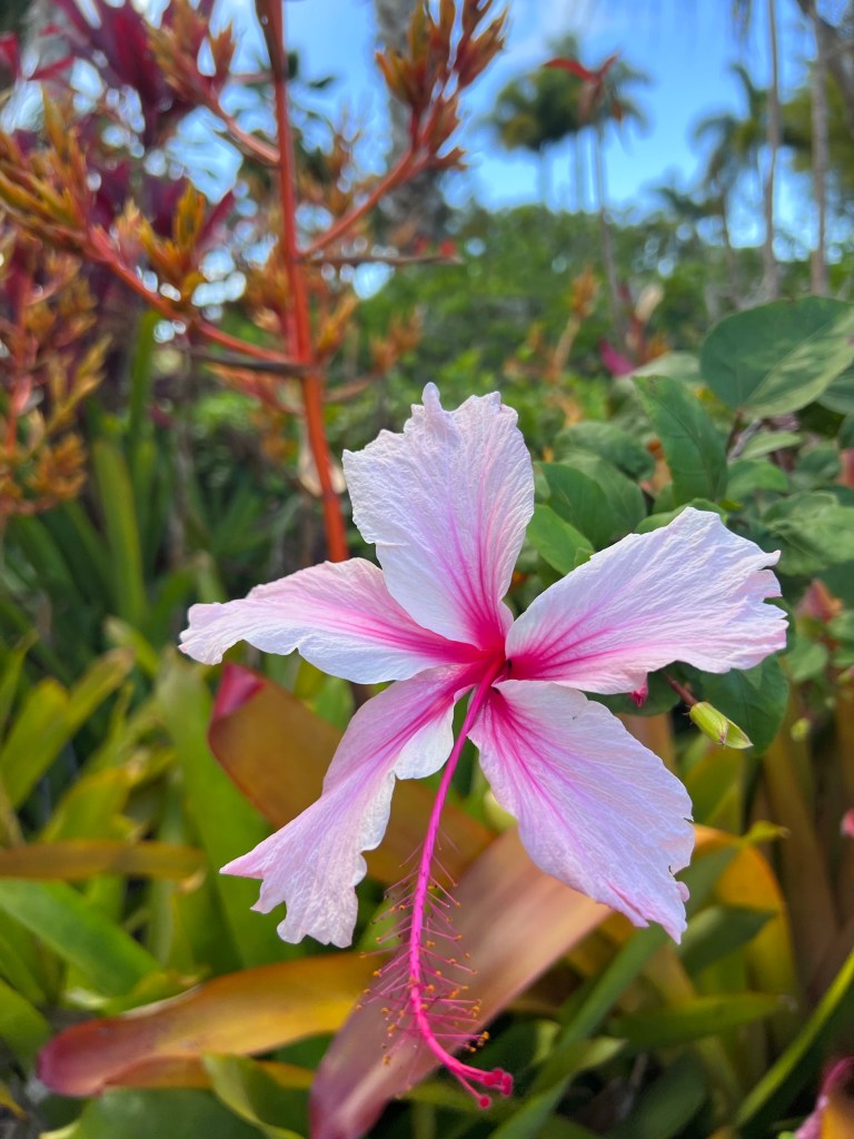 Pink Hibiscus flower