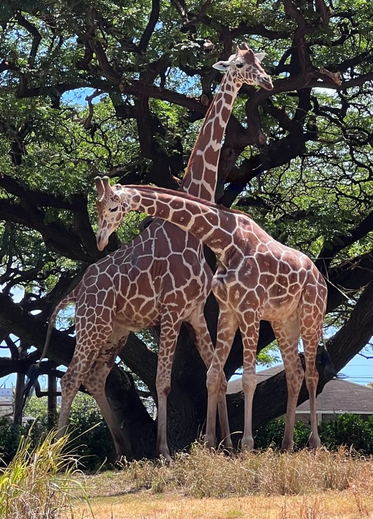 Two giraffes at Honolulu Zoo 