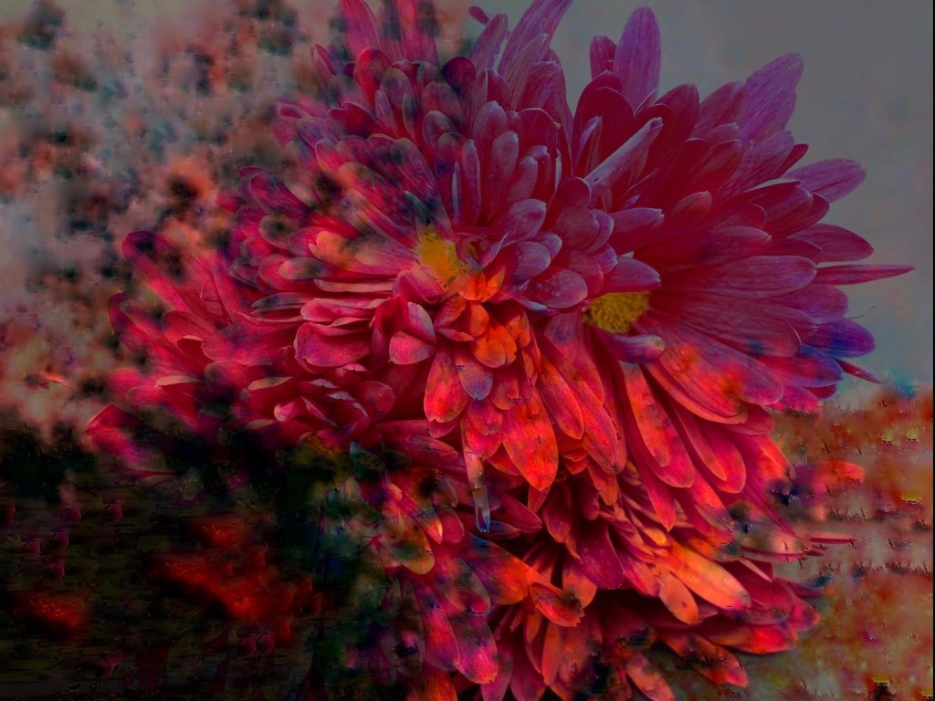 A composite photo featuring Chrysanthemums.