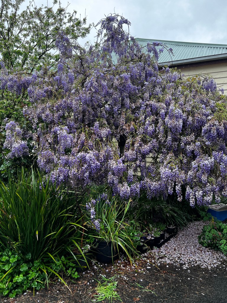 Wisteria, loaded with water,  hanging low