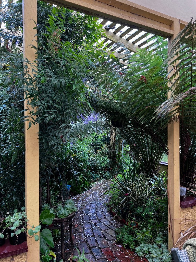 A wet brick pathway in a fernery