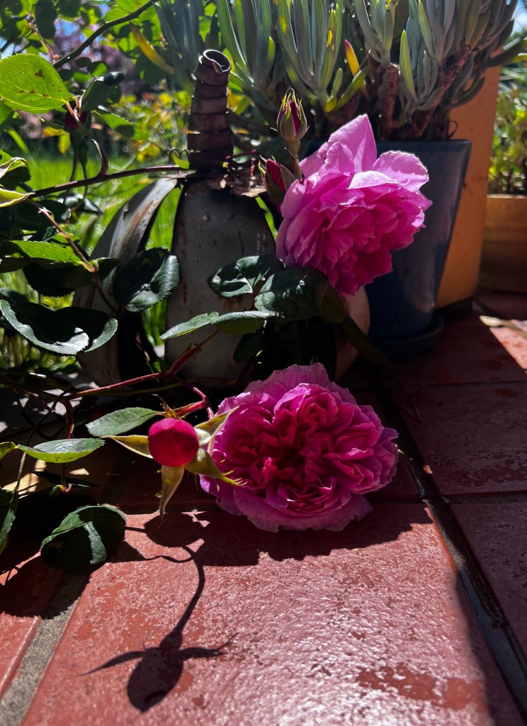 Pink roses on a sunny surface. David Austin rose, ‘John Clare’