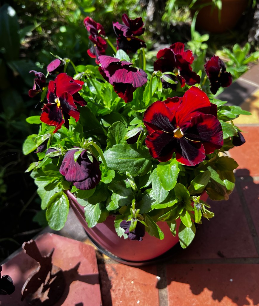 A pot of pansies sitting in the sunshine