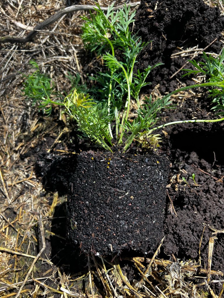 A plant out of its pot, before planting. No need to tease or cut the roots.