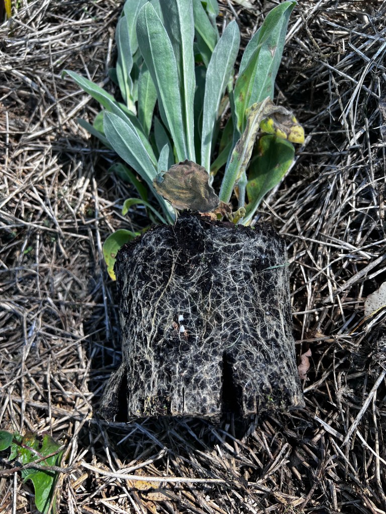 A pot bound plant that has had the roots cut, waiting for planting.