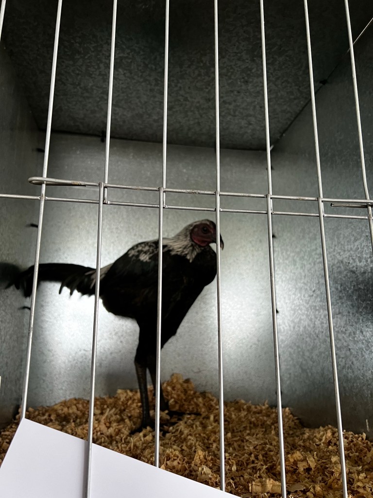 A chicken of the breed ‘Modern Game’ at the Noorat show, 2022