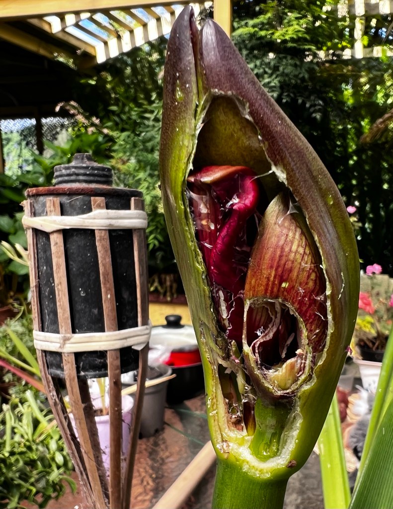 A Hippeastrum bud chewed by snails