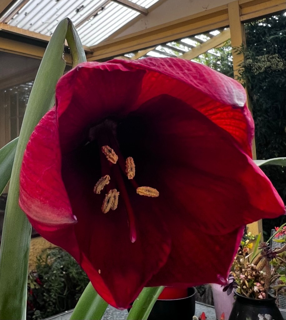 A red bloom on a snail damaged stalk.