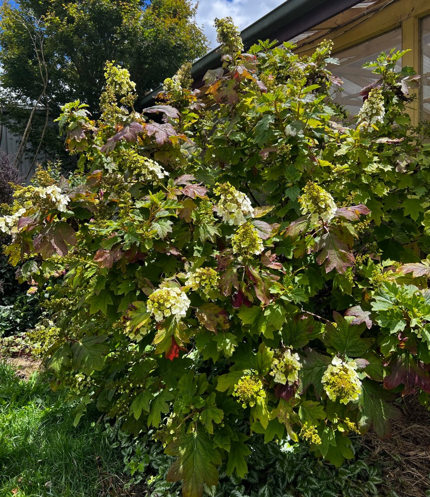 A large hydrangea shrub with many flowers 