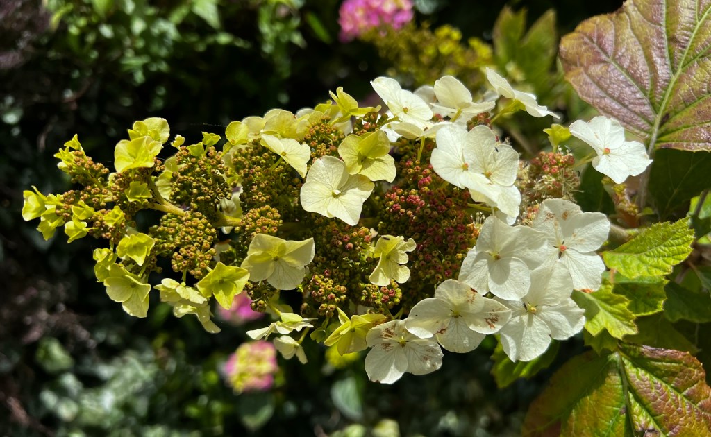 Hydrangea quercifolia flower