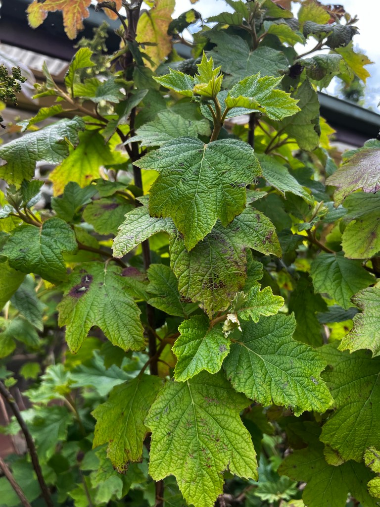 Leaves on the stem of Hydrangea quercifolia