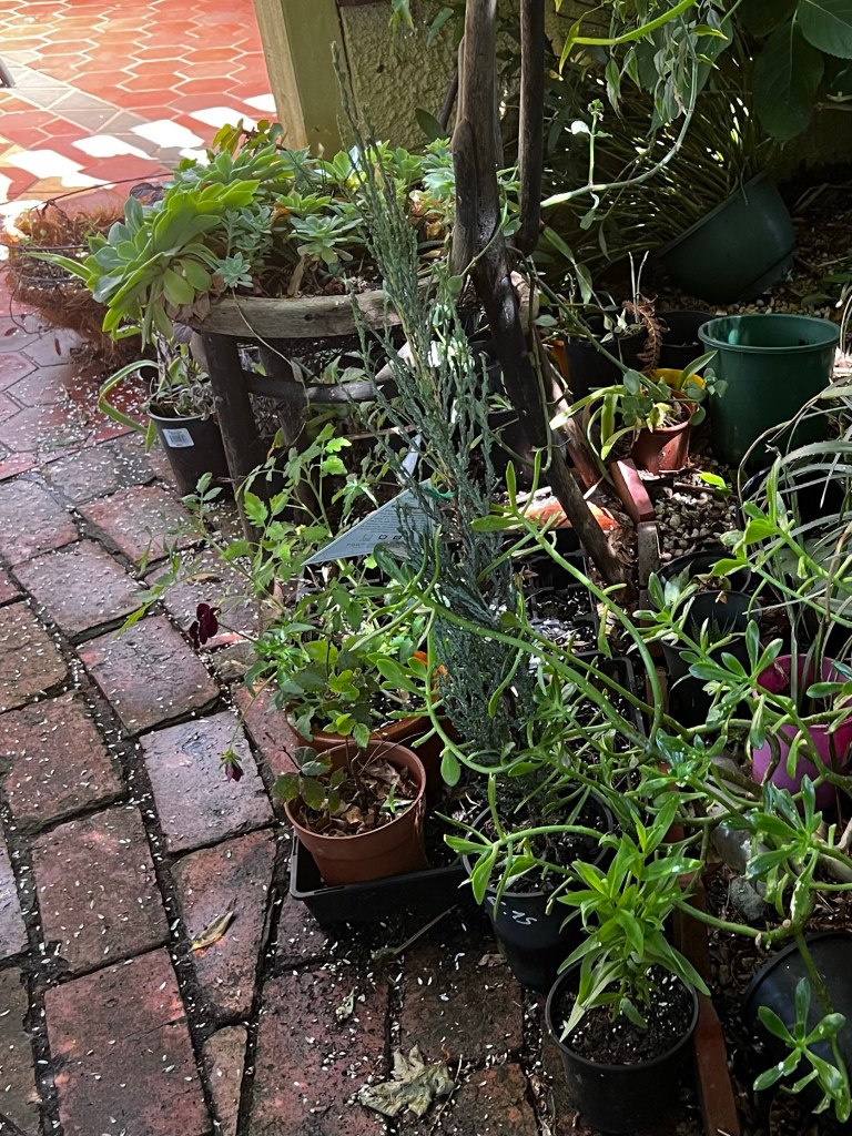 Potted plants waiting in the shade to be planted