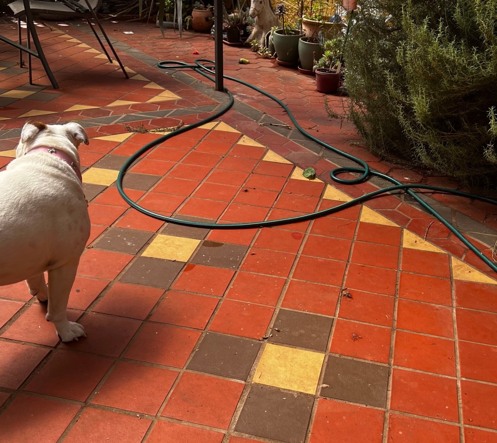 Garden hose left lying out
