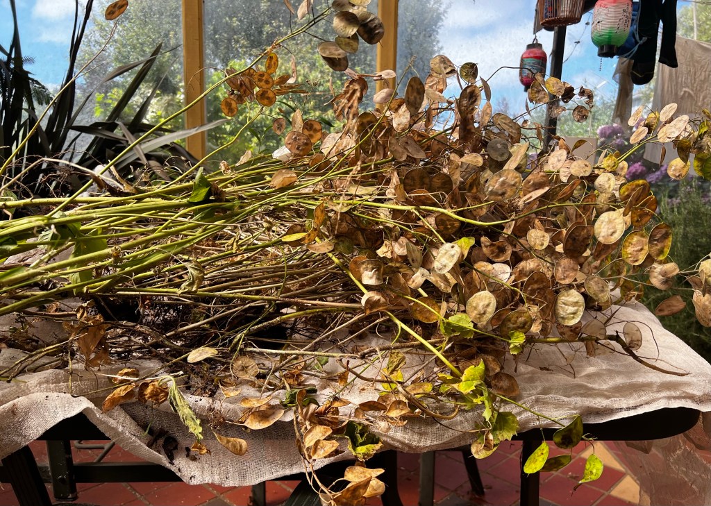 A pile of Lunaria sp. stems waiting for cleaning. 