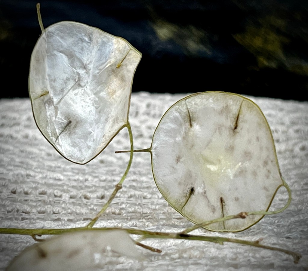 Decorative seed pod remnants, Lunaria annua