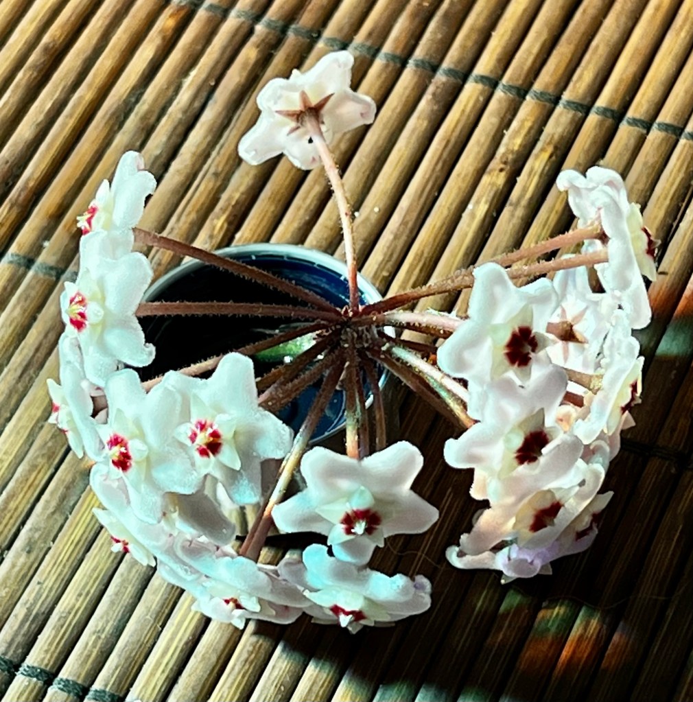 Hoya flower in a lid sitting on a mat on the table