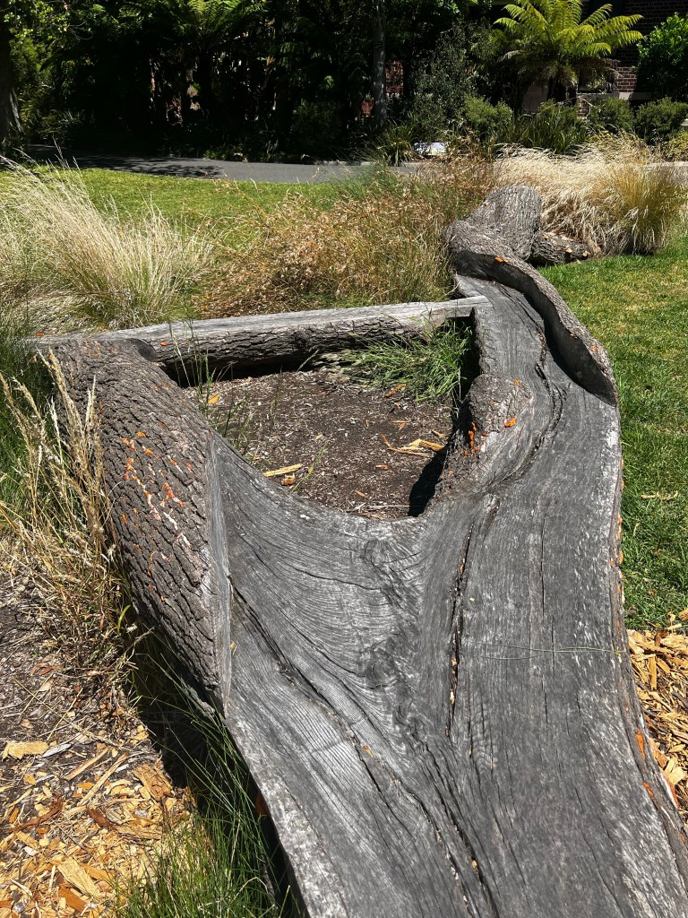 A section of fallen tree at Melbourne Botanic Gardens.