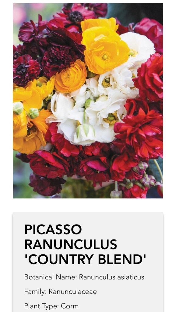 Image of ranunculus including botanic information 