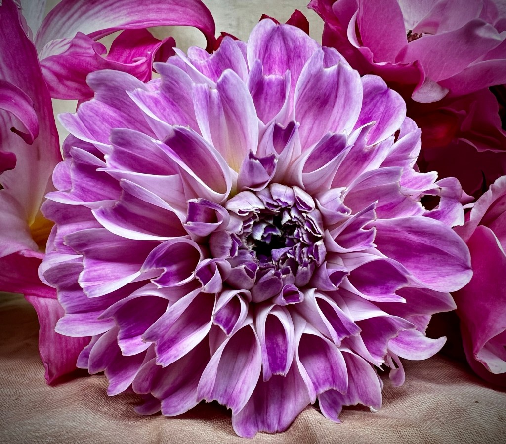 Lilac coloured Pom Pom style Dahlia flower