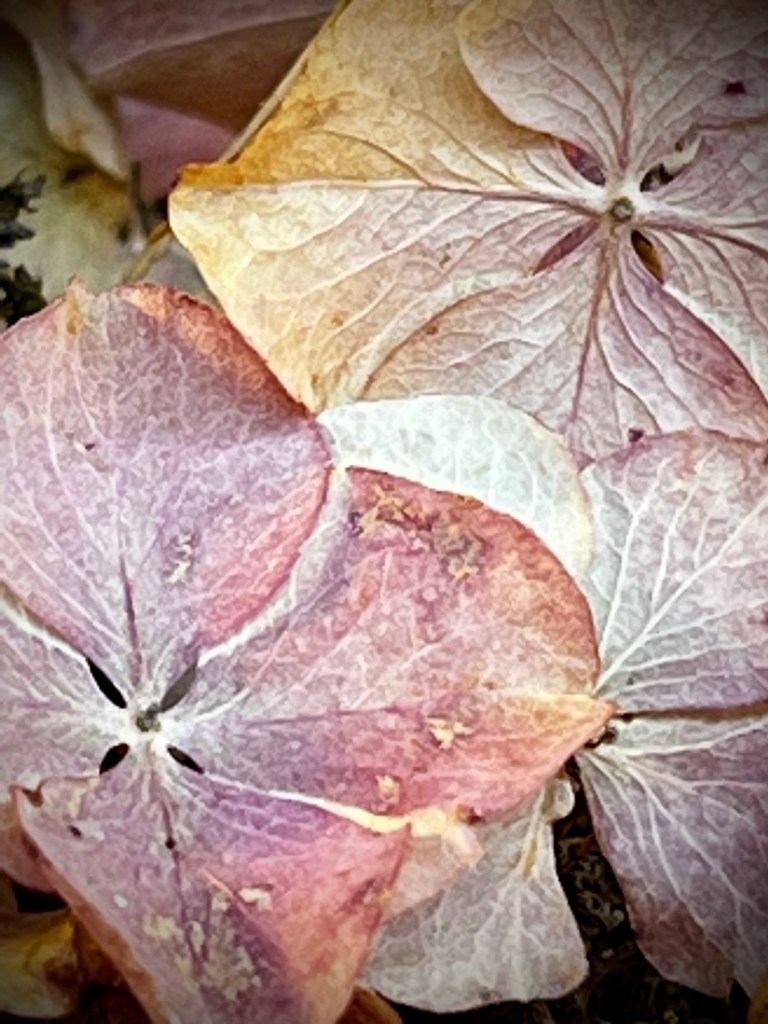 Dried hydrangea flowers 