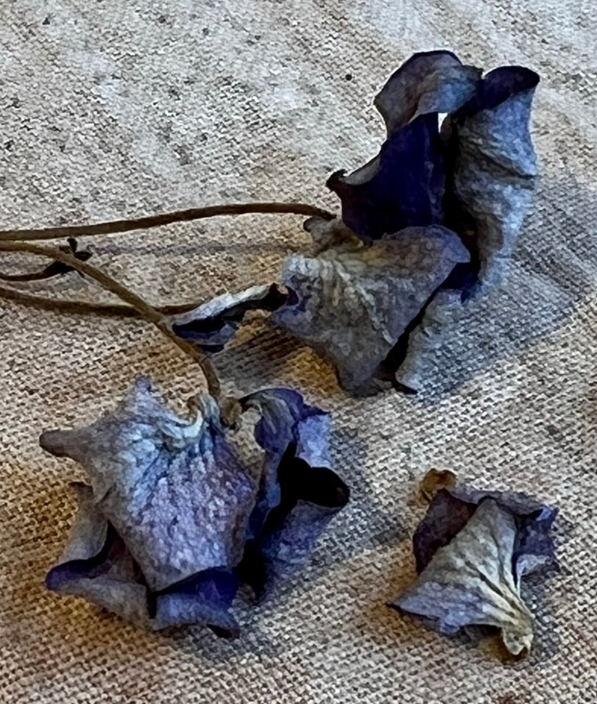 Dried petals of H. Macrophylla