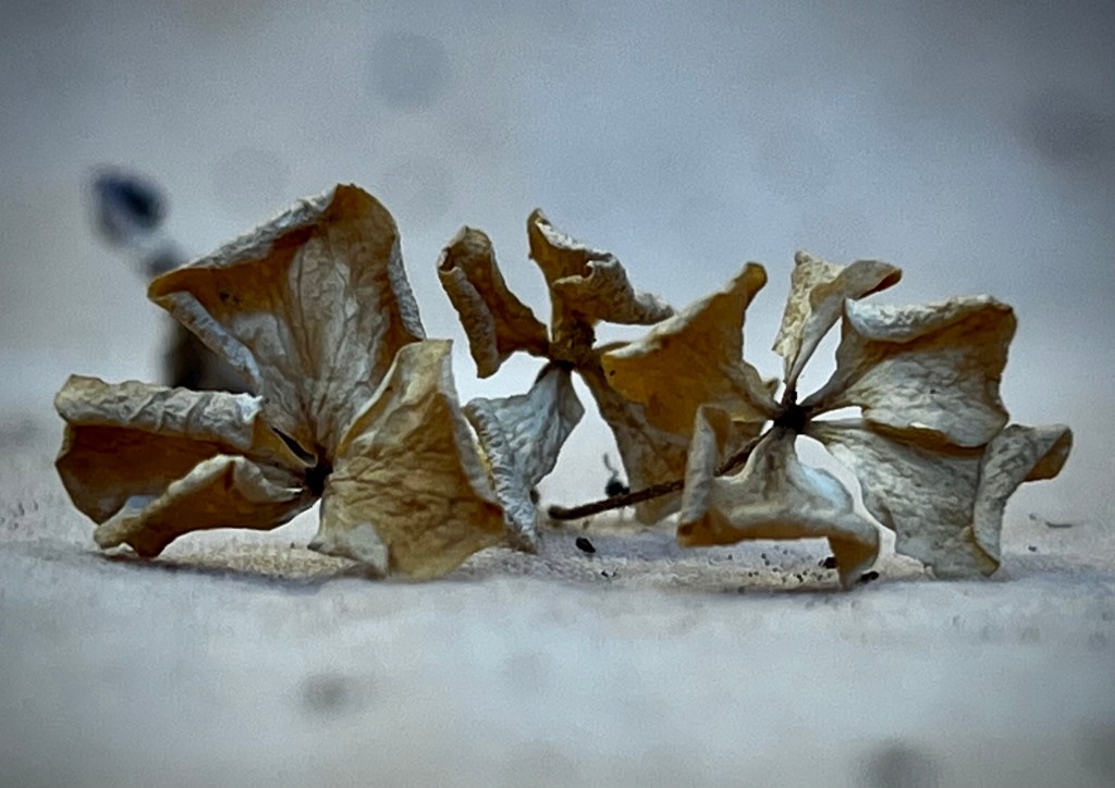Dried petals H. Macrophylla 