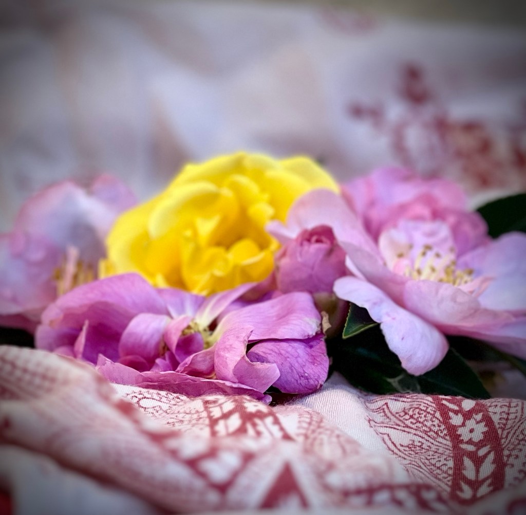 Pink and yellow roses with pink camellias