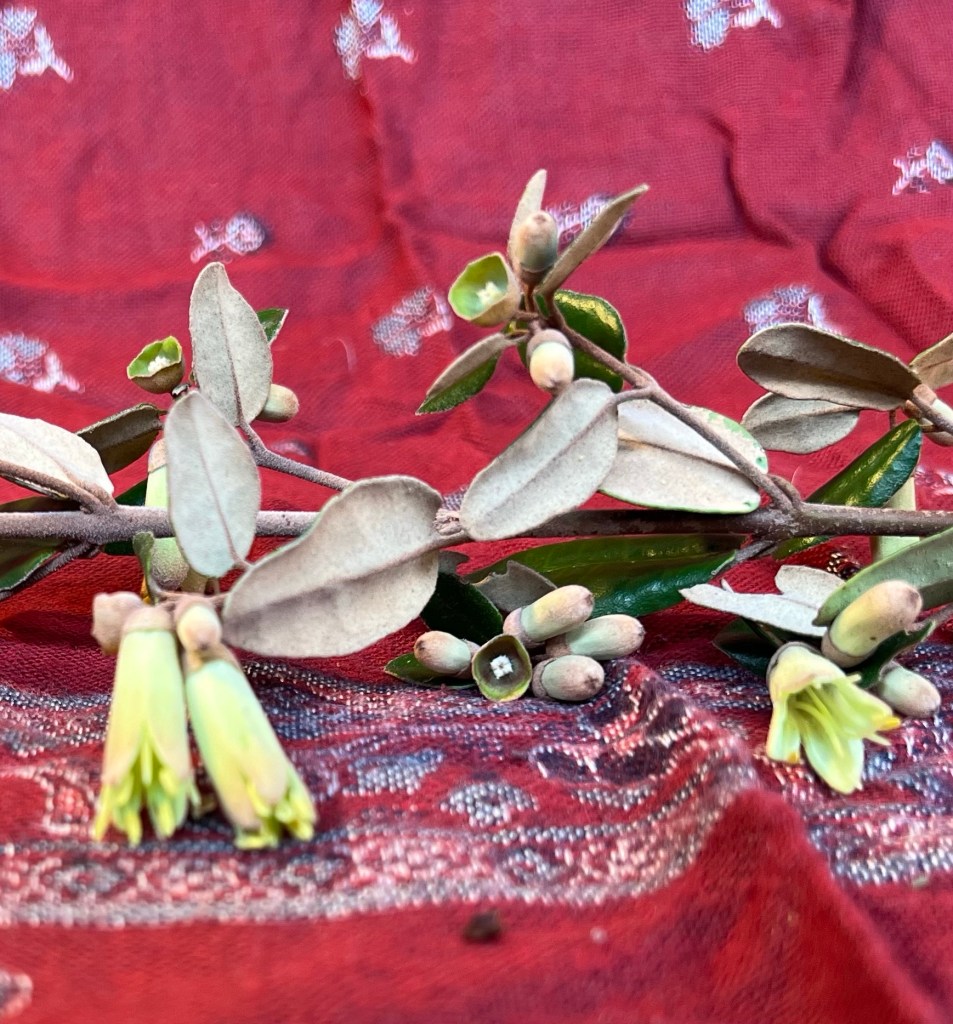 A sprig of a Correa bush