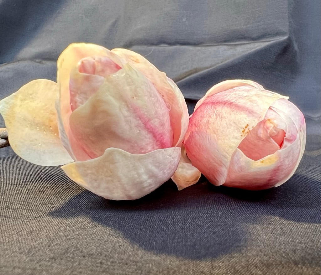 Close up saucer magnolia