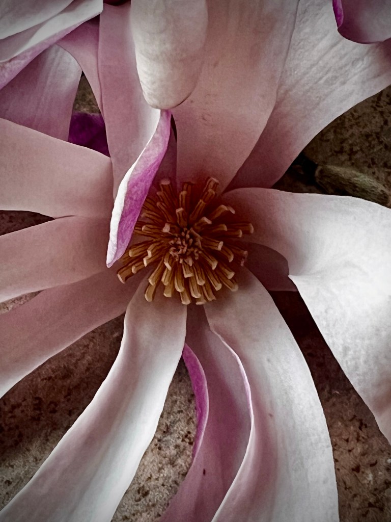 Close up of Magnolia stellata flower