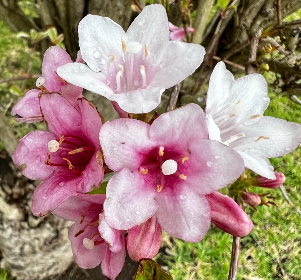 Pretty pink flowers 