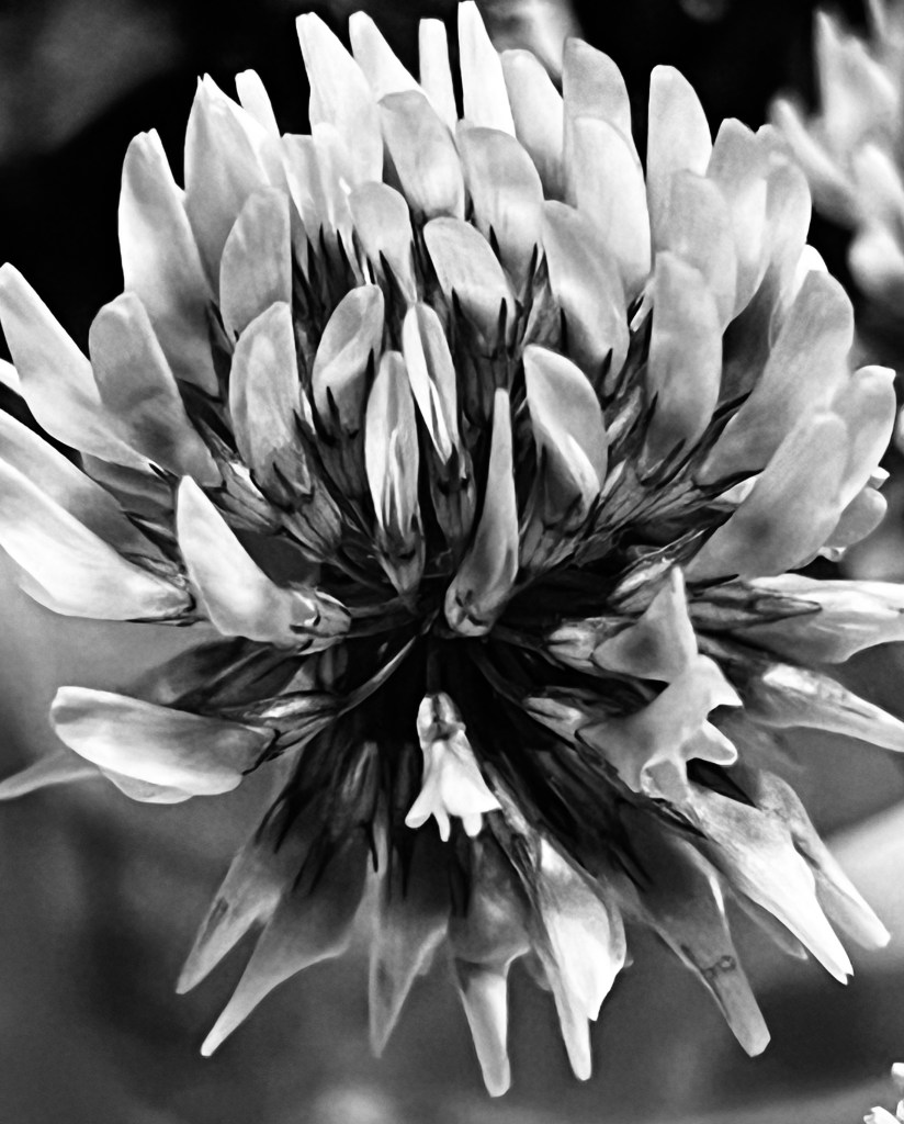 Black and white photo of a clover flower