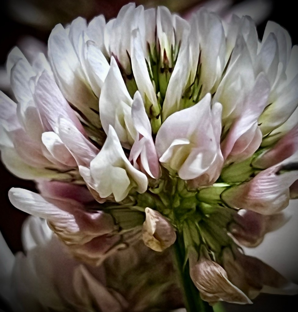 Close up photo of a clover (Trifolium repens) flower