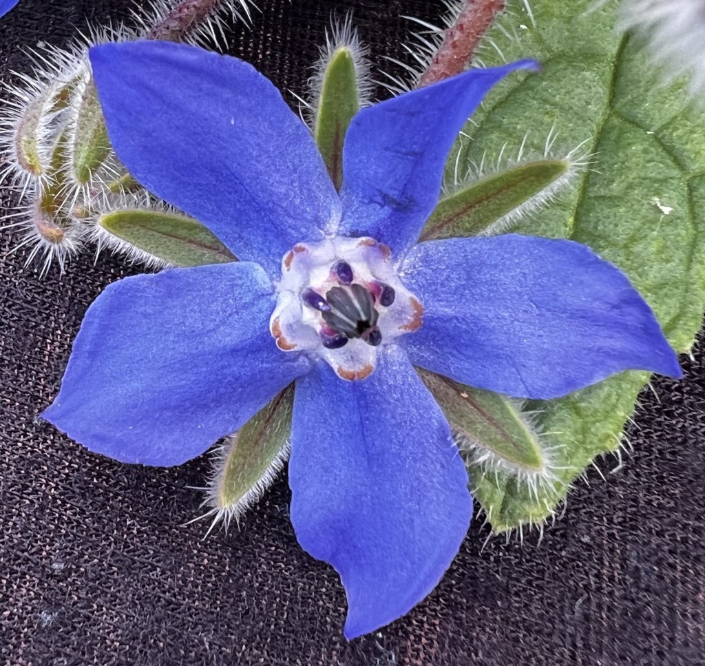 A single blue borage flower 
