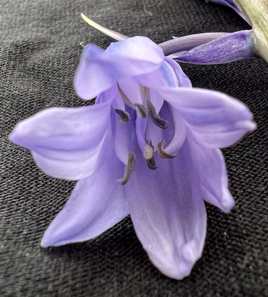 A single Bluebell flower