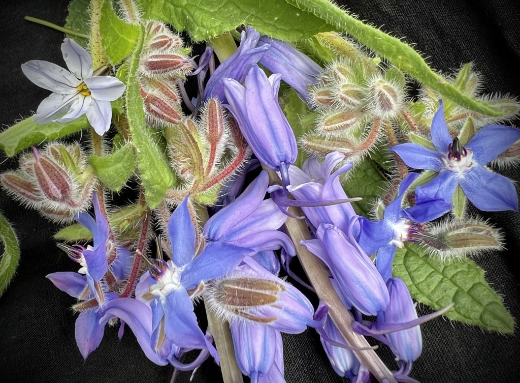 A bunch of blue flowers 