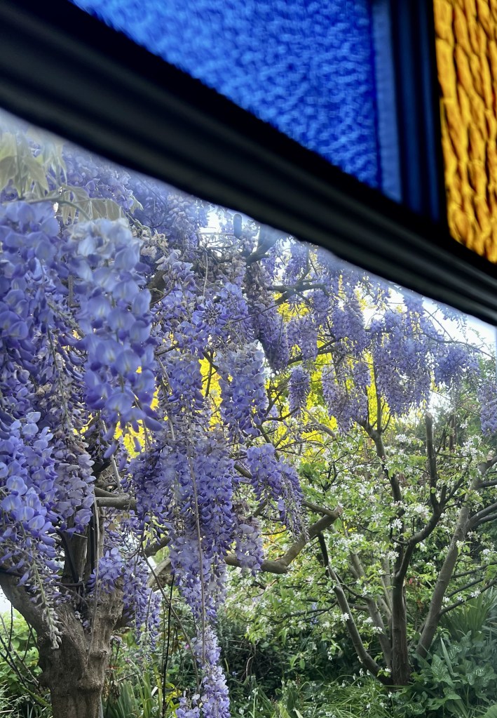 Wisteria and crabapple in flower with coloured glass